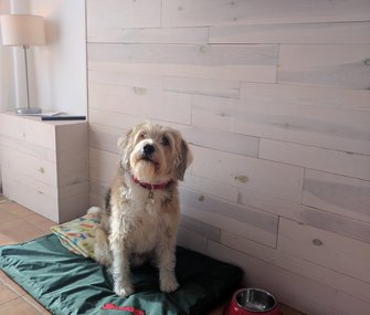 Descubre nuestros apartamentos pet friendly en playa de Figueretas, Ibiza