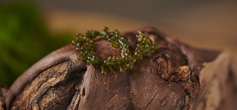 Estragón Gastronomy﻿-4