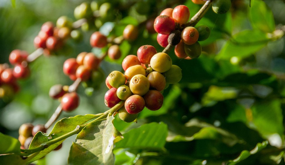 Visit to coffee plantations and organic farming