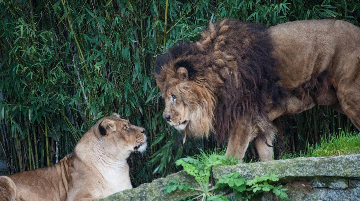 Zoológico de Vigo