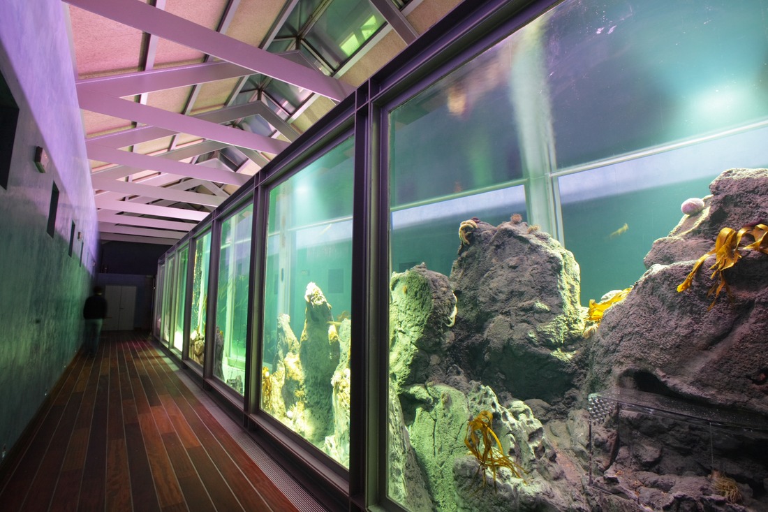 Acuario del Museo del Mar en Vigo