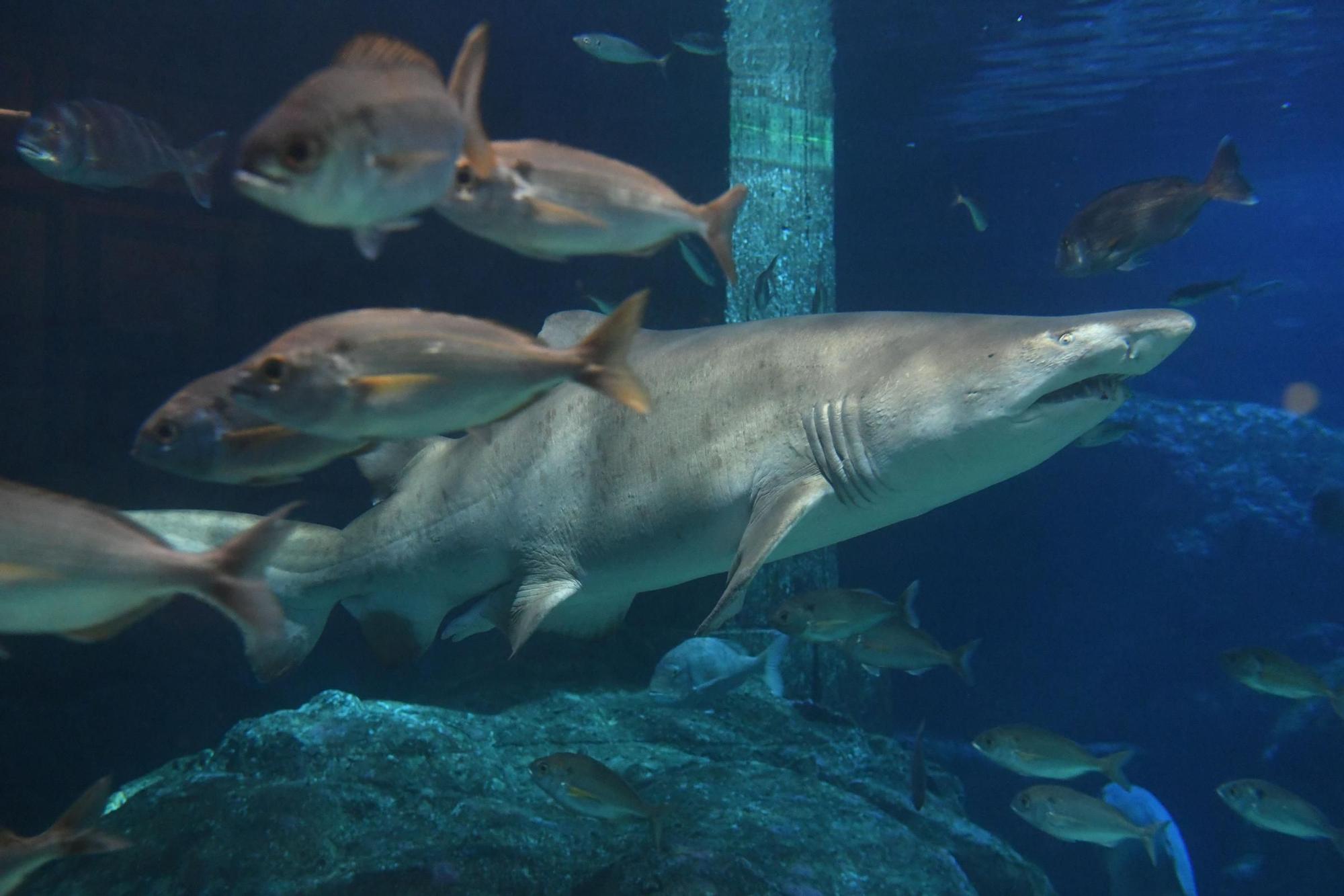 Aquarium Finisterrae