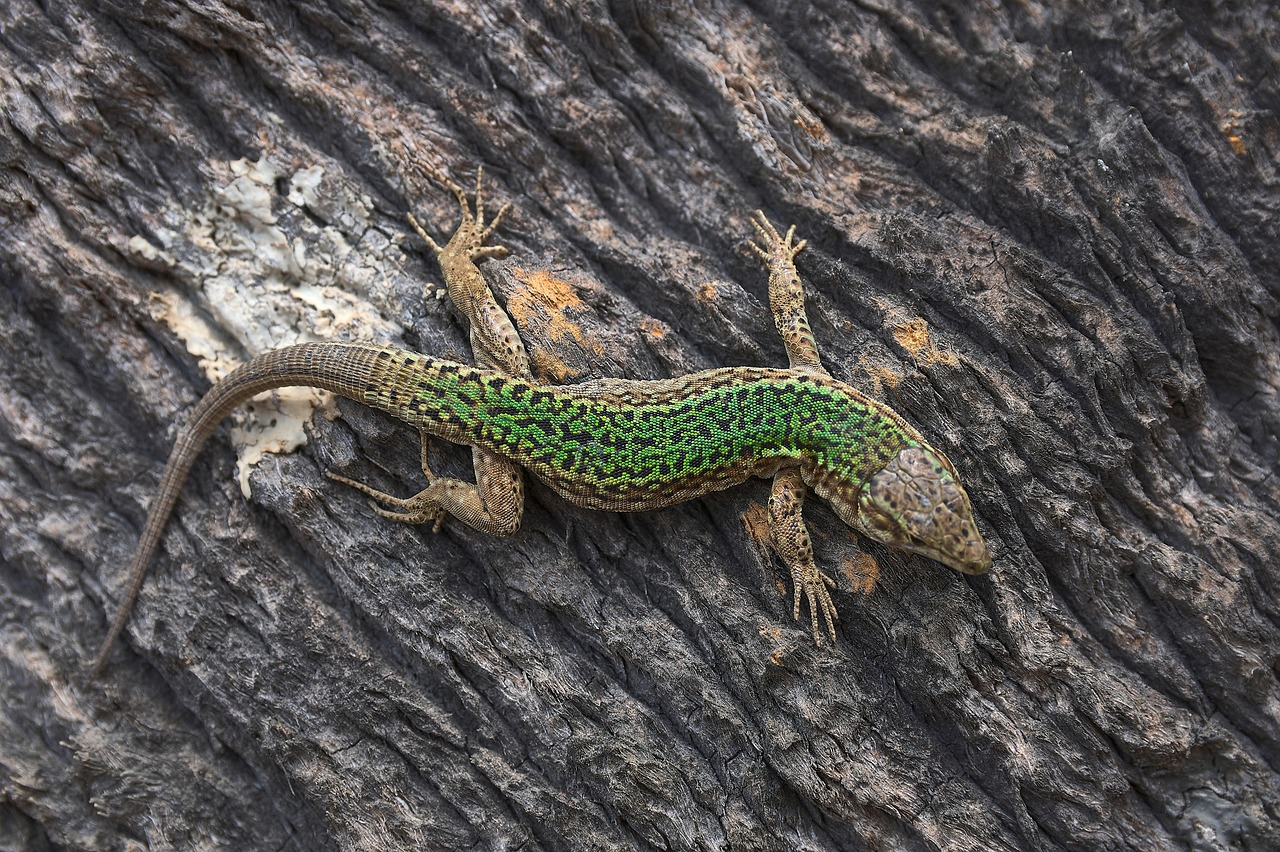 Fauna ibicenca: animales autóctonos y especies únicas de Ibiza y Formentera
