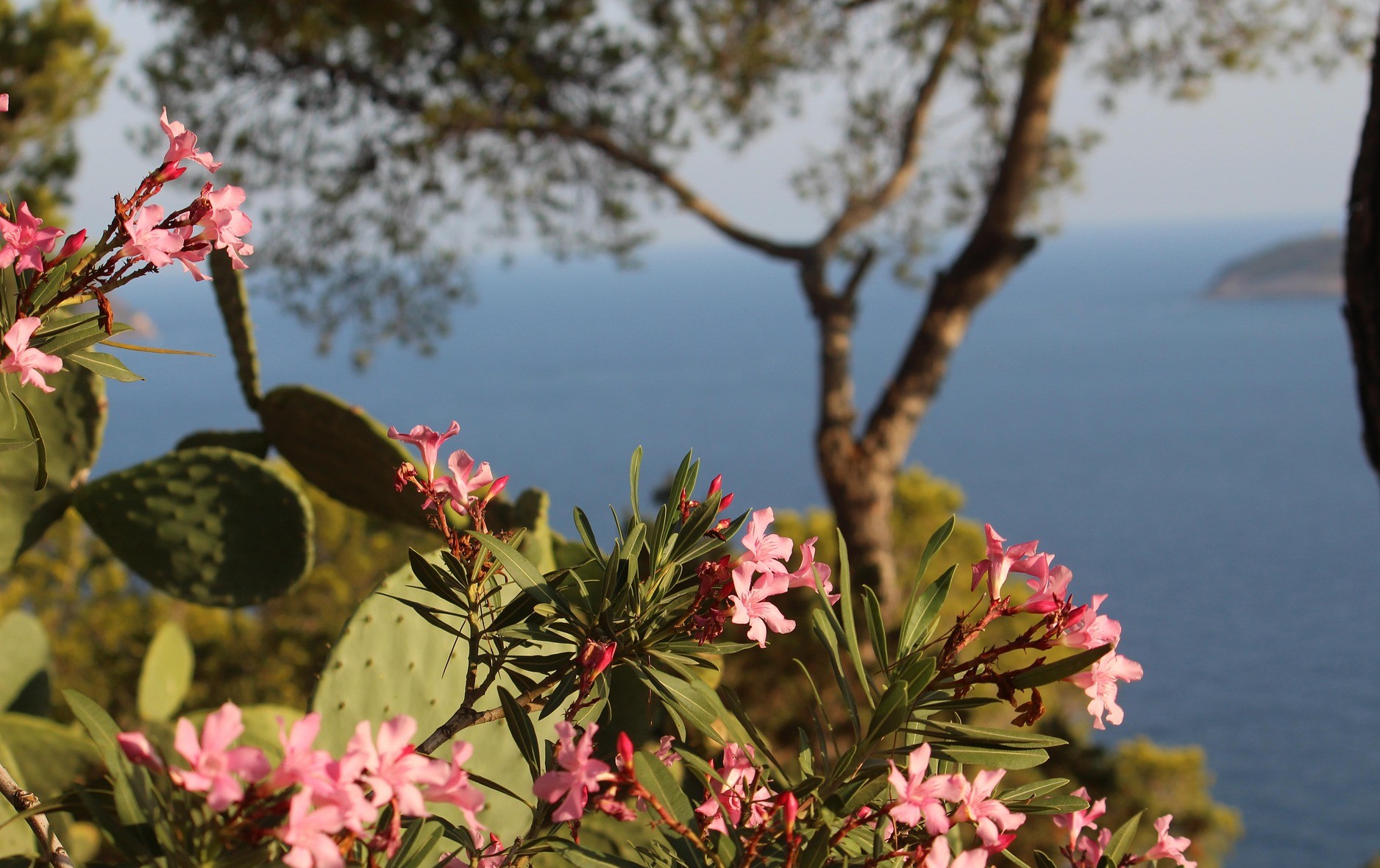 Flora ibicenca: naturaleza, paisajes y especies autóctonas de Ibiza y Formentera