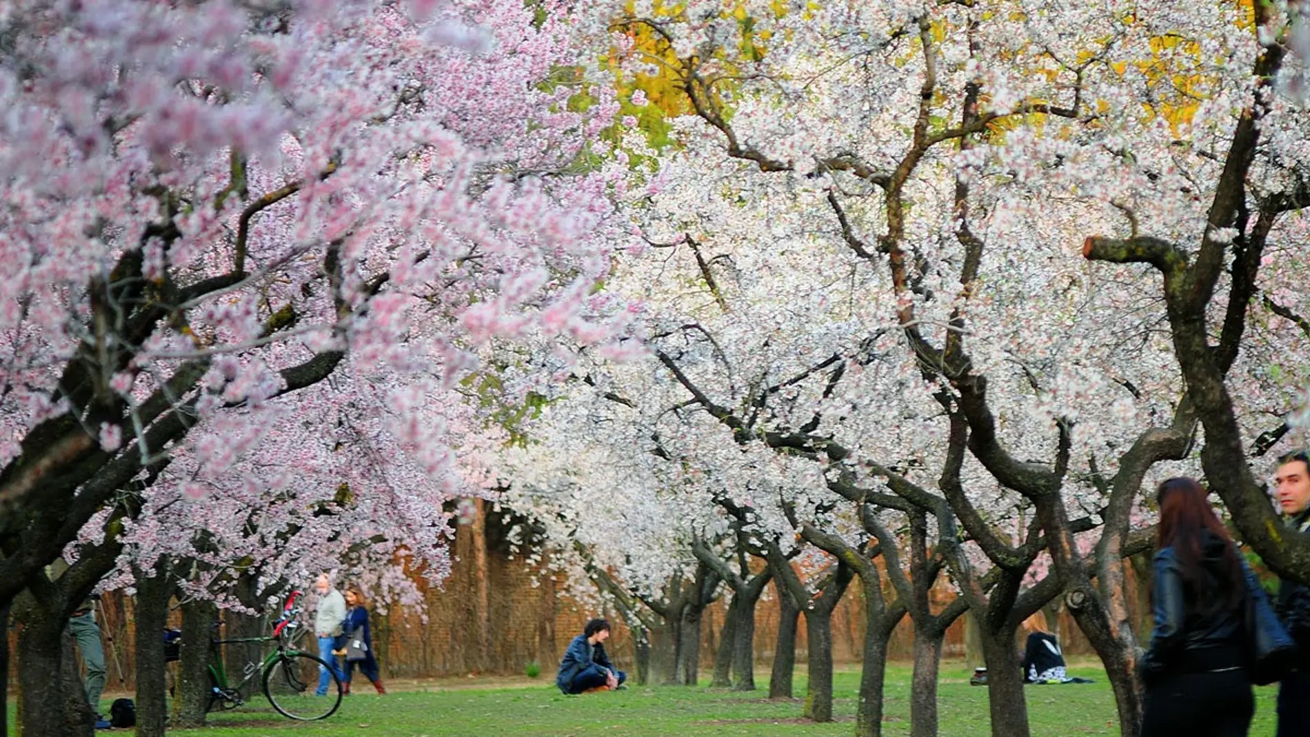 Imagen: almendros